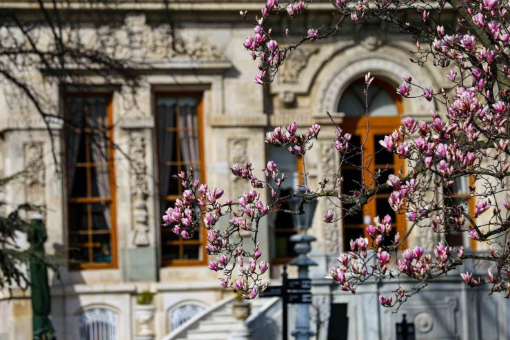 IHLAMUR KASIRLARI’NDA BAHARIN MÜJDECİSİ MANOLYA AĞAÇLARI ÇİÇEK AÇTI