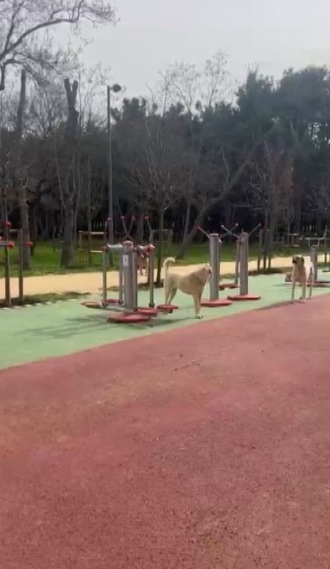 FLORYA ATATÜRK ORMANI’NDA BAŞI BOŞ KÖPEKLER VATANDAŞLARI TEDİRGİN EDİYOR