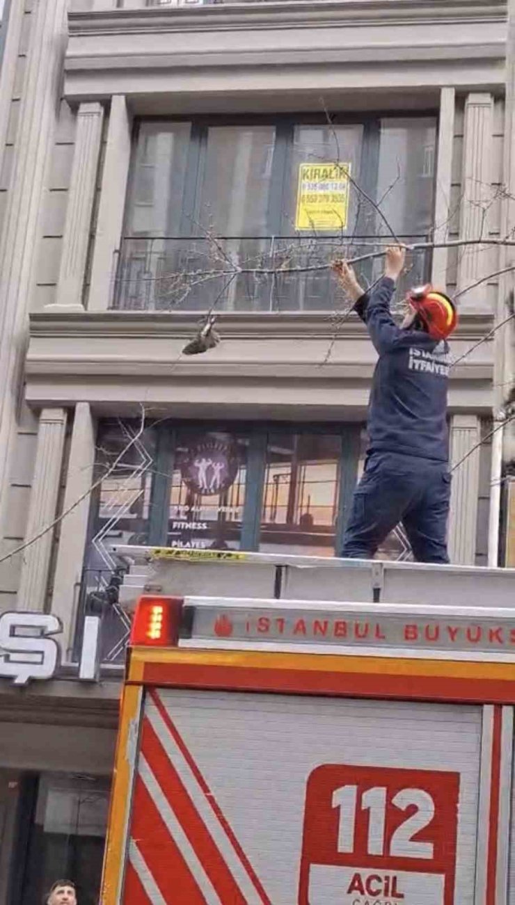 KAĞITHANE’DE AĞAÇTA MAHSUR KALAN KUŞU İTFAİYE KURTARDI