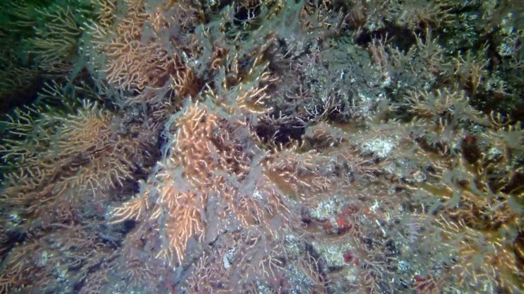 MARMARA’DA MÜSİLAJ TEHLİKESİ DEVAM EDİYOR