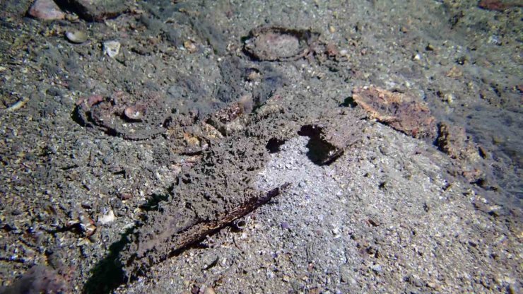 MARMARA’DA MÜSİLAJ TEHLİKESİ DEVAM EDİYOR