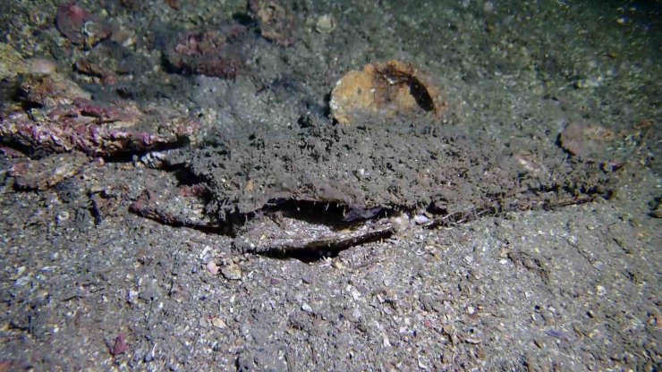 MARMARA’DA MÜSİLAJ TEHLİKESİ DEVAM EDİYOR