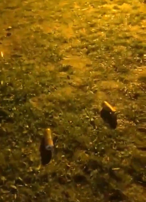 İBB PROTESTOCULARI ŞEHZADEBAŞI CAMİİ’NDE İÇKİ İÇTİ, AVLUYA ÇÖPLERİNİ ATTI