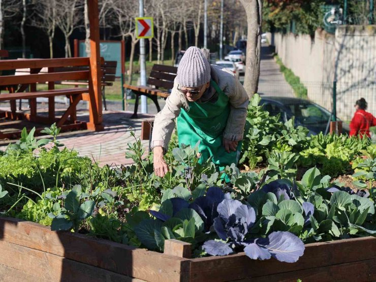 ’KENT BOSTANLARI’ ATAŞEHİR’DE YAYILIYOR