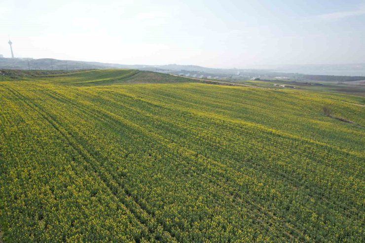 İSTANBUL’DA ÇİÇEK AÇAN KANOLA BİTKİLERİNİN GÖRSEL ŞÖLENİ