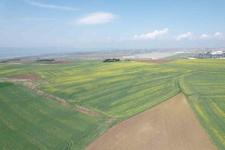 İSTANBUL’DA ÇİÇEK AÇAN KANOLA BİTKİLERİNİN GÖRSEL ŞÖLENİ