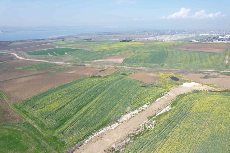 İSTANBUL’DA ÇİÇEK AÇAN KANOLA BİTKİLERİNİN GÖRSEL ŞÖLENİ