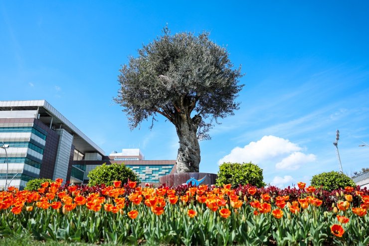 SULTANGAZİ’NİN CADDE VE SOKAKLARINA BAHAR GELDİ