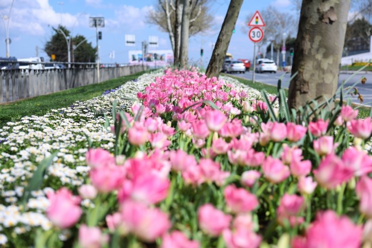 SULTANGAZİ’NİN CADDE VE SOKAKLARINA BAHAR GELDİ