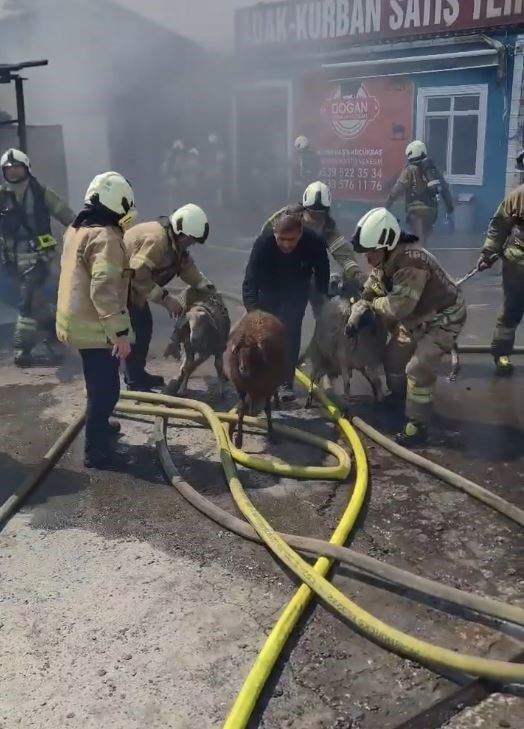 BAŞAKŞEHİR’DEKİ YANGINDAN ARAÇLARI VE KURBANLIKLARI BÖYLE KURTARMAYA ÇALIŞTILAR