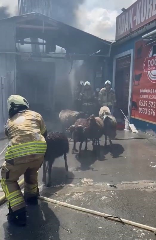 BAŞAKŞEHİR’DEKİ YANGINDAN ARAÇLARI VE KURBANLIKLARI BÖYLE KURTARMAYA ÇALIŞTILAR