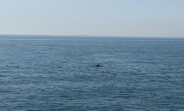 MARMARA’DA YUNUS BALIKLARINDAN GÖRSEL ŞÖLEN