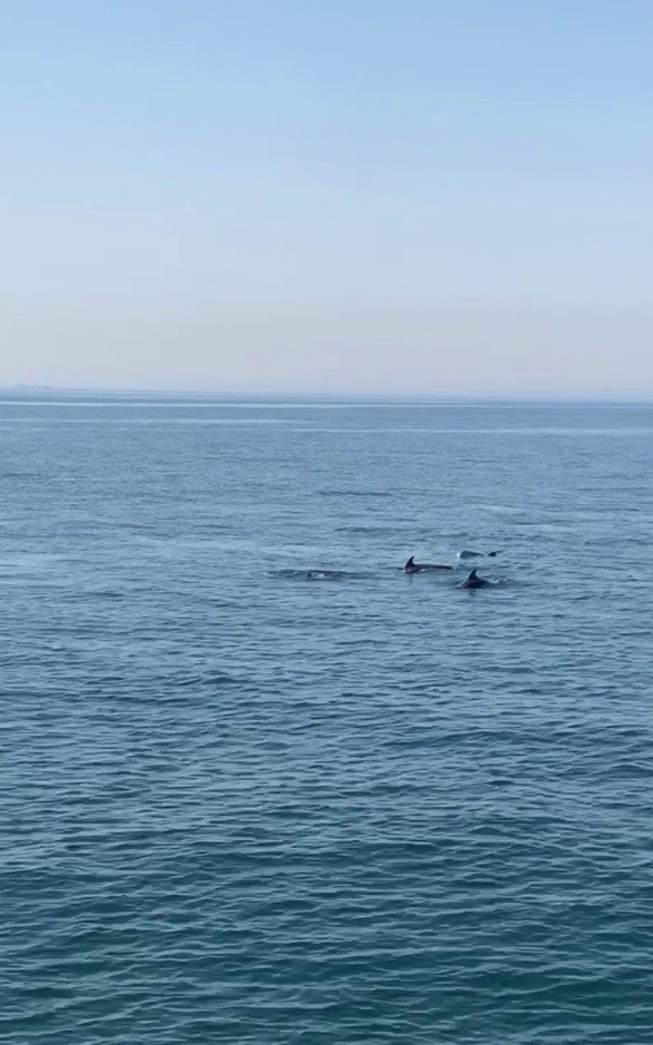MARMARA’DA YUNUS BALIKLARINDAN GÖRSEL ŞÖLEN