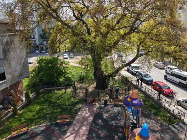 PENDİK’TE TARİHE KÖK SALAN 400 YILLIK AĞACA ÖZEL BAKIM YAPILIYOR