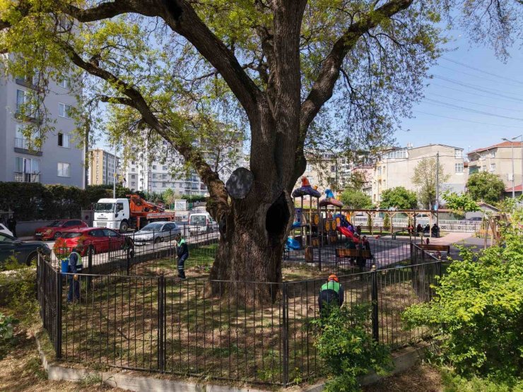 PENDİK’TE TARİHE KÖK SALAN 400 YILLIK AĞACA ÖZEL BAKIM YAPILIYOR