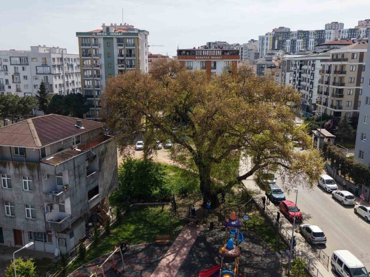 PENDİK’TE TARİHE KÖK SALAN 400 YILLIK AĞACA ÖZEL BAKIM YAPILIYOR