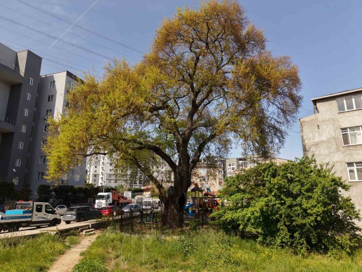 PENDİK’TE TARİHE KÖK SALAN 400 YILLIK AĞACA ÖZEL BAKIM YAPILIYOR