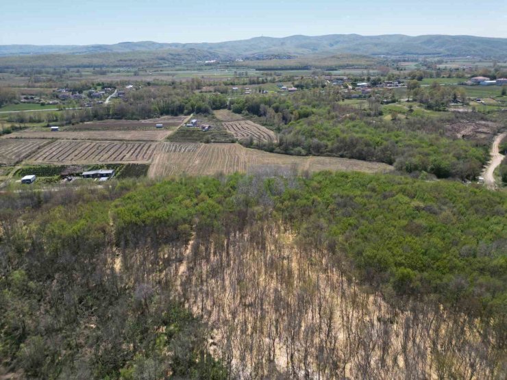 ÇATALCA’DA ORMANA DÖKÜLEN ATIK SULAR AĞAÇLARI KURUTTU