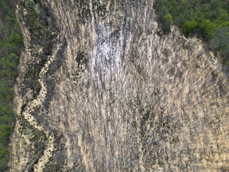 ÇATALCA’DA ORMANA DÖKÜLEN ATIK SULAR AĞAÇLARI KURUTTU