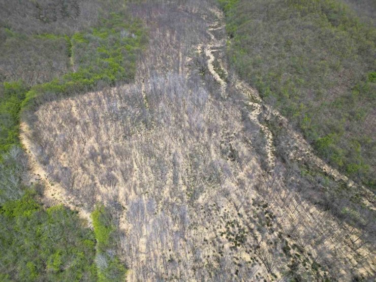 ÇATALCA’DA ORMANA DÖKÜLEN ATIK SULAR AĞAÇLARI KURUTTU