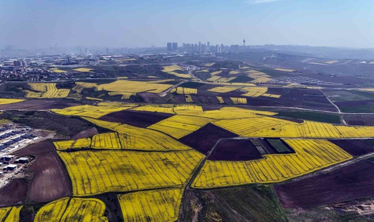 İSTANBUL KANOLA TARLALARI İLE SÜSLENDİ