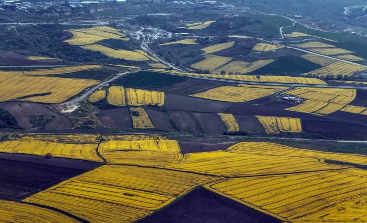 İSTANBUL KANOLA TARLALARI İLE SÜSLENDİ