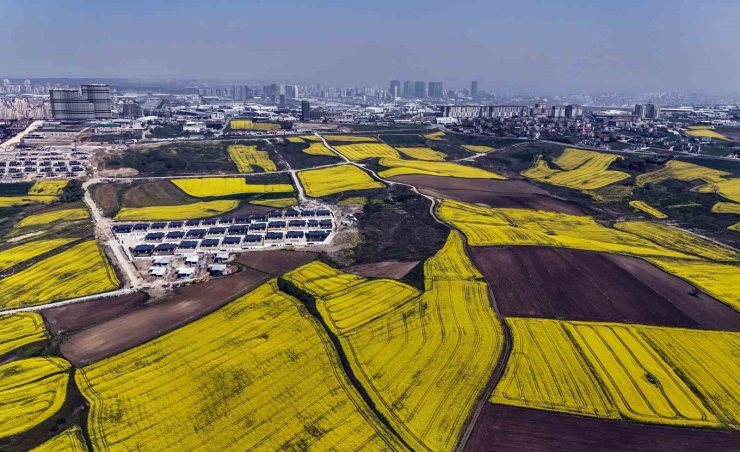 İSTANBUL KANOLA TARLALARI İLE SÜSLENDİ
