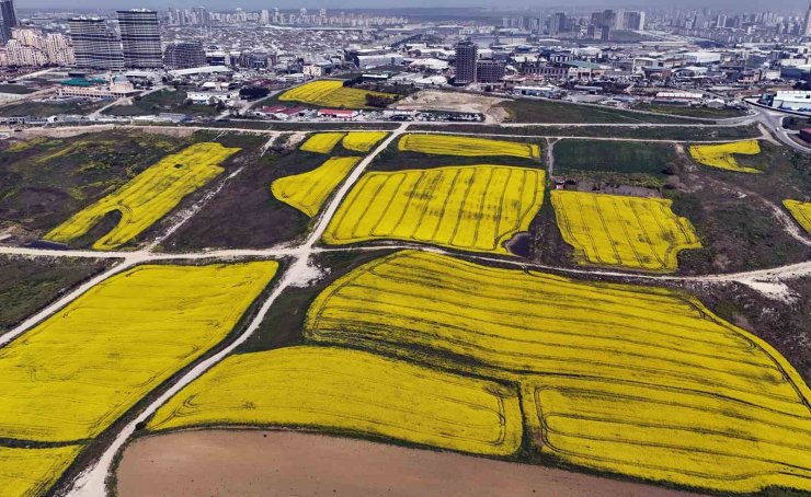 İSTANBUL KANOLA TARLALARI İLE SÜSLENDİ