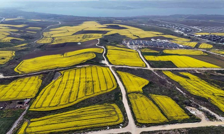 İSTANBUL KANOLA TARLALARI İLE SÜSLENDİ