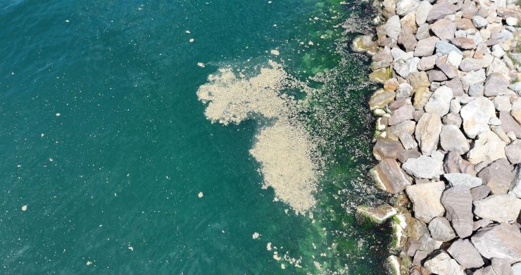 MALTEPE SAHİL ŞERİDİNDE MÜSİLAJ GÖRÜLDÜ