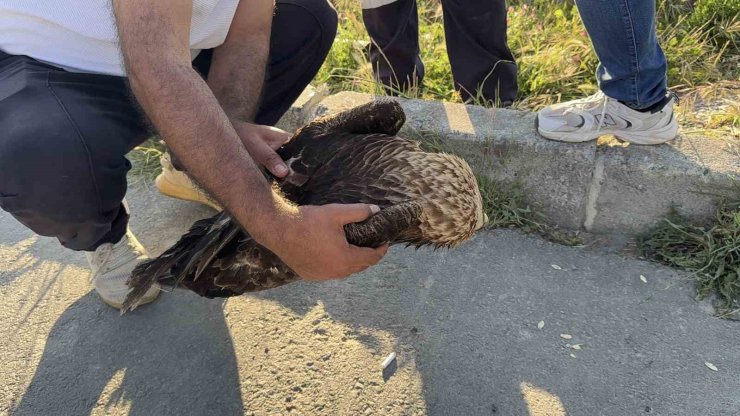 ARNAVUTKÖY’DE ÇAYIRLIK ALANDA YARALI KARTAL BULUNDU