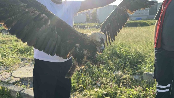ARNAVUTKÖY’DE ÇAYIRLIK ALANDA YARALI KARTAL BULUNDU
