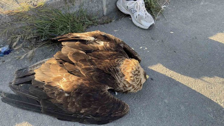 ARNAVUTKÖY’DE ÇAYIRLIK ALANDA YARALI KARTAL BULUNDU