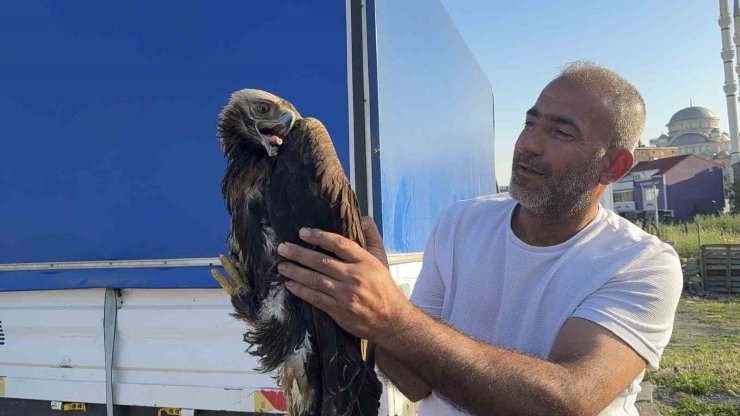 ARNAVUTKÖY’DE ÇAYIRLIK ALANDA YARALI KARTAL BULUNDU