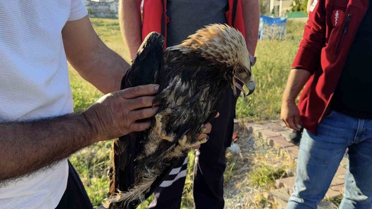 ARNAVUTKÖY’DE ÇAYIRLIK ALANDA YARALI KARTAL BULUNDU